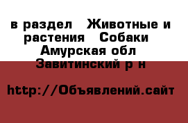  в раздел : Животные и растения » Собаки . Амурская обл.,Завитинский р-н